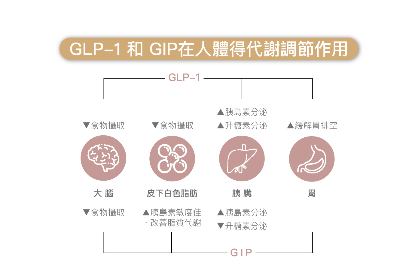 腸秘素如何作用來達到體重控制效果
