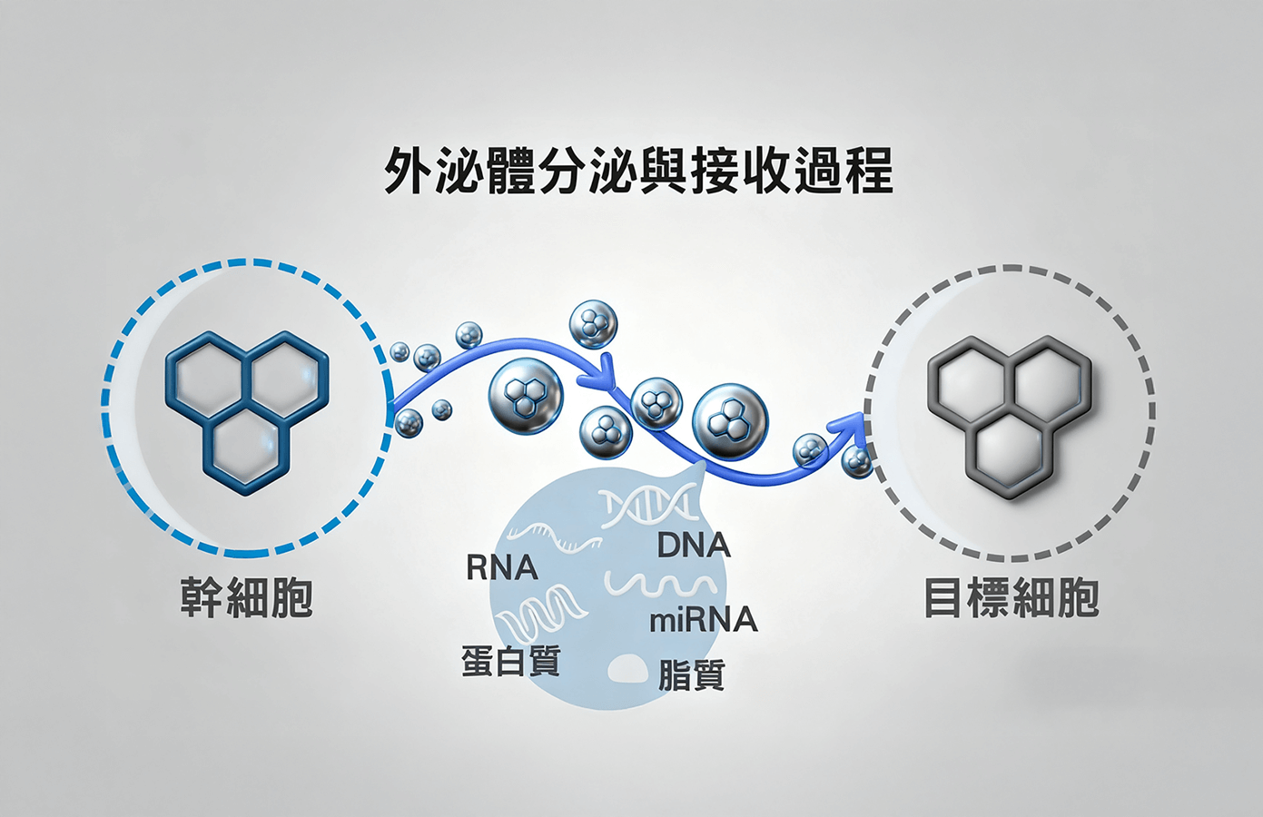 外泌體原理